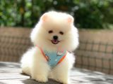 0-3 Aylık Yavru Pomeranian
