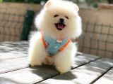 0-3 Aylık Yavru Pomeranian