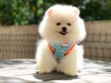 0-3 Aylık Yavru Pomeranian