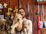 BEBEK YÜZLÜ GOLDEN A KALİTE IRK