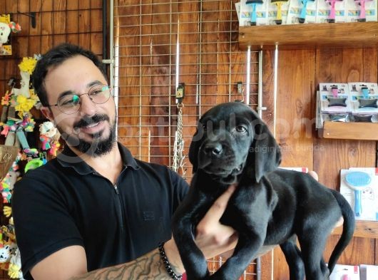 Safkan Çi̇kolata Ve Si̇yah Labrador Yavrularimiz görsel