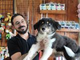 Dunyani̇n En Zeki̇ Irki Border Collie