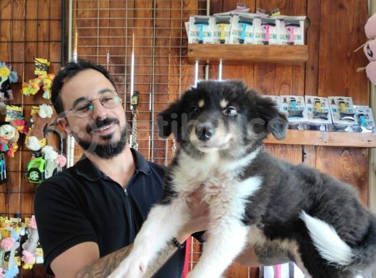 Dunyani̇n En Zeki̇ Irki Border Collie görsel