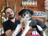 Dunyani̇n En Zeki̇ Irki Border Collie