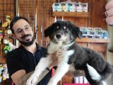 Dunyani̇n En Zeki̇ Irki Border Collie