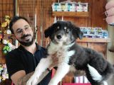 Dunyani̇n En Zeki̇ Irki Border Collie