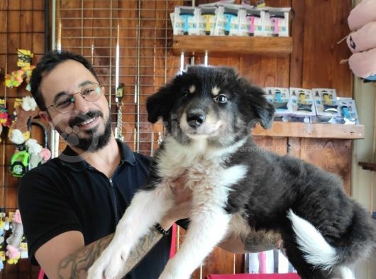 Dunyani̇n En Zeki̇ Irki Border Collie görsel