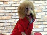 Dost Canlisi Toy Poodle Erkek Yavru