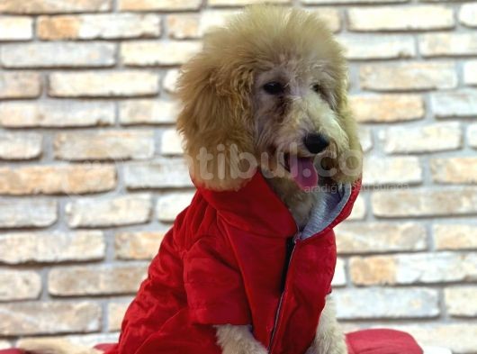 Dost Canlisi Toy Poodle Erkek Yavru görsel