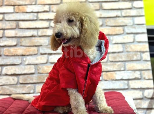 Dost Canlisi Toy Poodle Erkek Yavru görsel