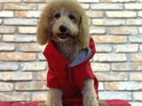 DOST CANLISI TOY POODLE ERKEK YAVRU