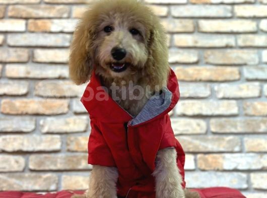 Dost Canlisi Toy Poodle Erkek Yavru
