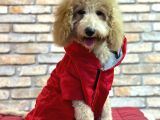Dost Canlisi Toy Poodle Erkek Yavru