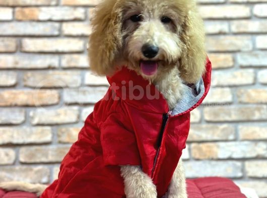 Dost Canlisi Toy Poodle Erkek Yavru görsel