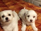 Ev Doğumu Maltipoo Bebeklerimiz
