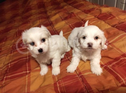 Ev Doğumu Maltipoo Bebeklerimiz