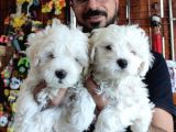 Bembeyaz Maltese Terri̇er 0 Numara