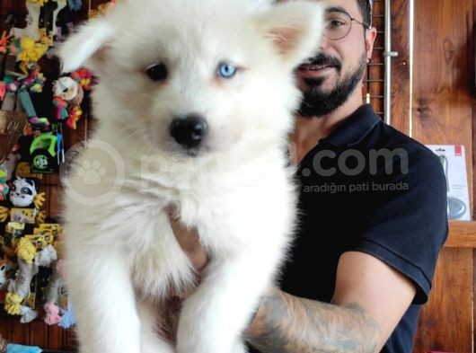Ayi̇ Yavrusu Samoyed A Kali̇te Irk görsel