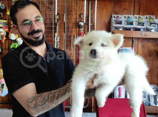 Ayi̇ Yavrusu Samoyed A Kali̇te Irk görsel
