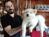 AYİ YAVRUSU SAMOYED A KALİTE IRK