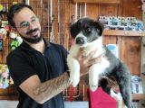 Dunyani̇n En Zeki̇ Irki Border Collie