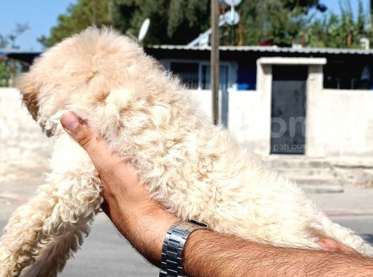 Toy Garantili Dişi Yavrumuz görsel
