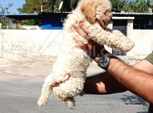 Toy Garantili Dişi Yavrumuz görsel
