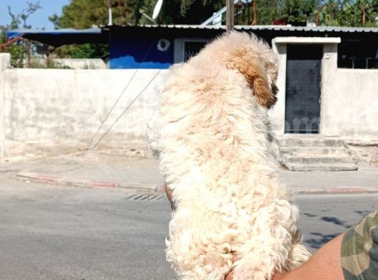 Toy Garantili Dişi Yavrumuz görsel