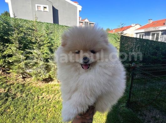 Ayı Surat Pomerian Yavru görsel