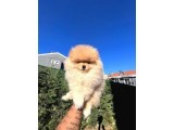 Ayı Surat Pomerian Yavru