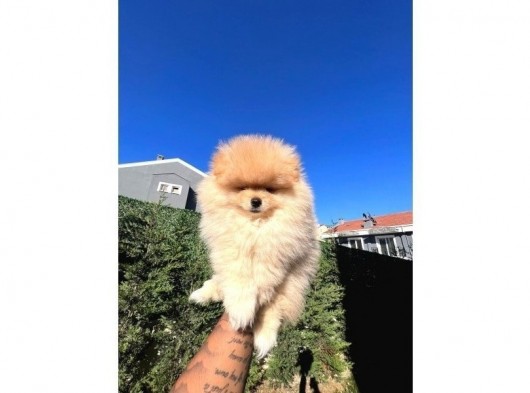 Ayı Surat Pomerian Yavru görsel