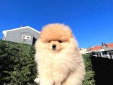Ayı surat Pomerian Yavru