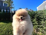 Ayı Surat Pomerian Yavru