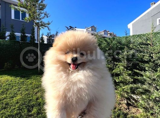 Ayı Surat Pomerian Yavru görsel