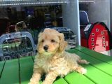 SAFKAN MALTİPOO-IRK VE SAĞLIK GARANTİLİ - EV DOĞUMLU BEBEK YAVRULAR