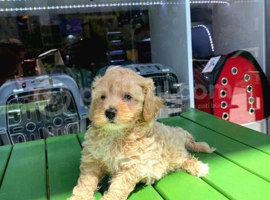 Safkan Malti̇poo-Irk Ve Sağlik Garanti̇li̇ - Ev Doğumlu Bebek Yavrular