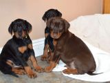 Doberman Yavrularimiz