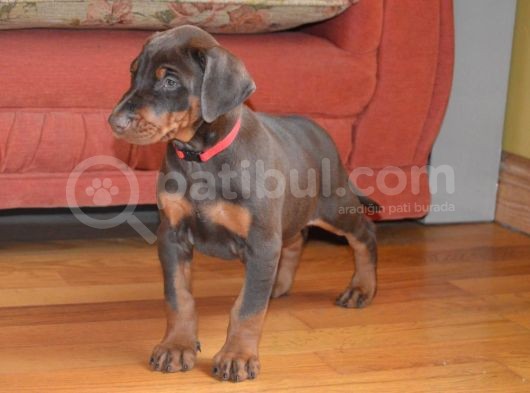 Doberman Yavrularimiz görsel
