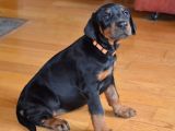 Doberman Yavrularimiz