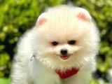 SAFKAN POMERANİAN BOO BEBEKLERİMİZ