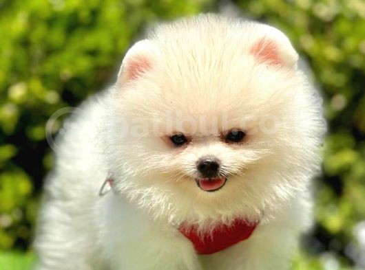 Safkan Pomerani̇an Boo Bebekleri̇mi̇z