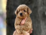 0 Numr poodle kızımız