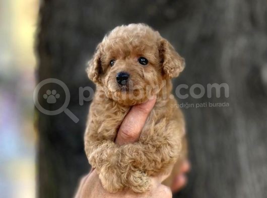 0 Numr Poodle Kızımız