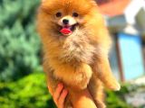 ORANGE ÜST KALİTE POMERANİAN BOO
