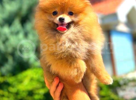 Orange Üst Kali̇te Pomerani̇an Boo