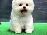 Irk Ve Sağlık Garantili Pomeranian Boo