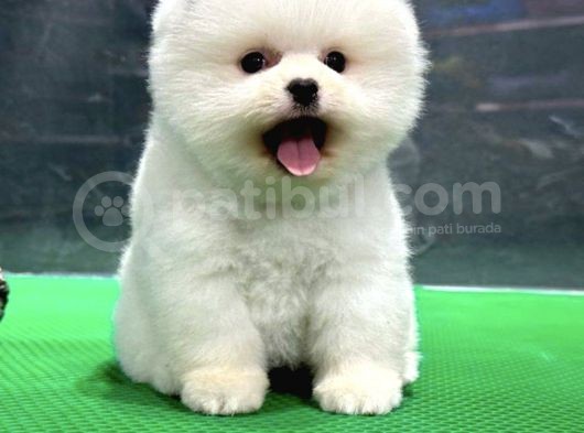 Irk Ve Sağlık Garantili Pomeranian Boo görsel