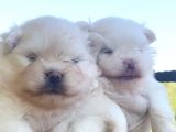 Üst Kali̇te Pomerani̇an Di̇şi̇ler