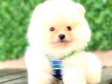 Ayicik Pomerani̇an Boo