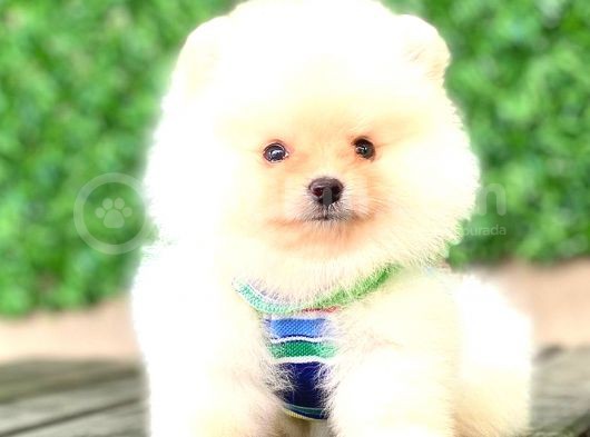Ayicik Pomerani̇an Boo görsel